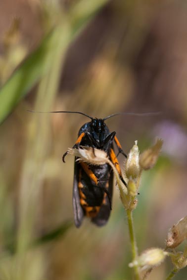 pensavo fosse Zygaenidae invece era...un Ethmiidae